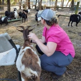 Dr. Sara Beth Speziok goat veterinarian herd evaluation