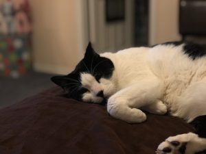 black and white cat relaxing on comforter